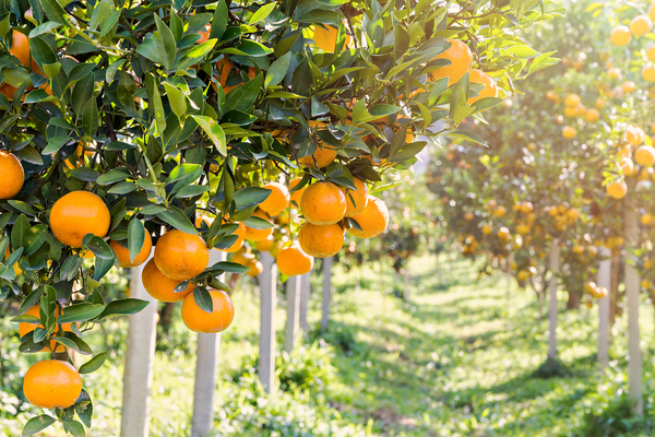 orange trees