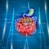 gastrointestinal tract