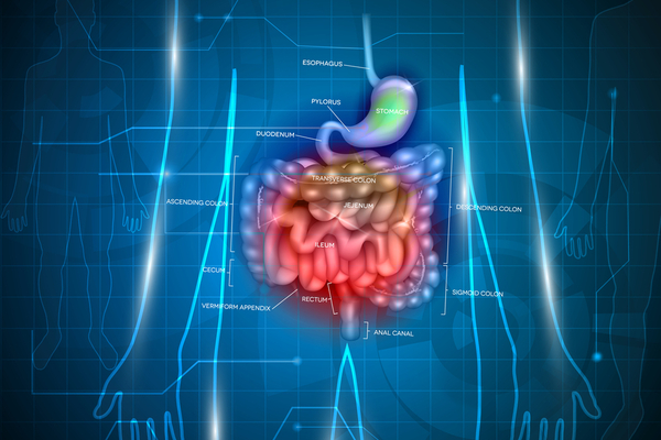 gastrointestinal tract