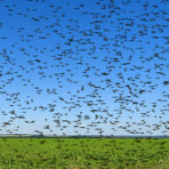 Locust swarm