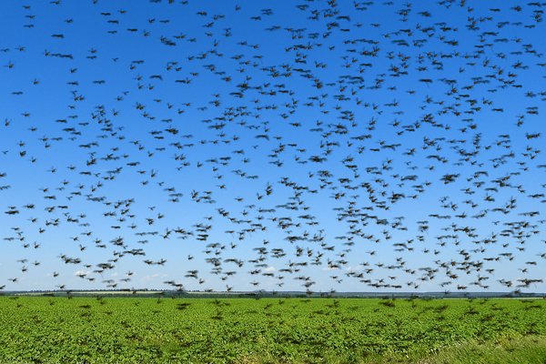 Locust swarm