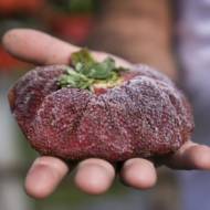 Israeli giant strawberry