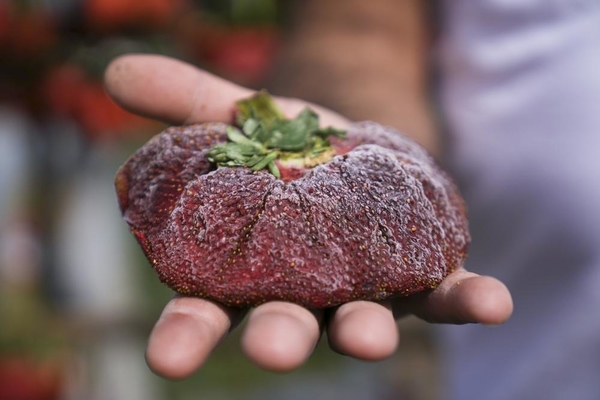 Israeli giant strawberry