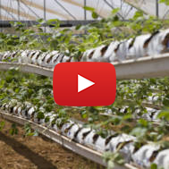 hydroponics