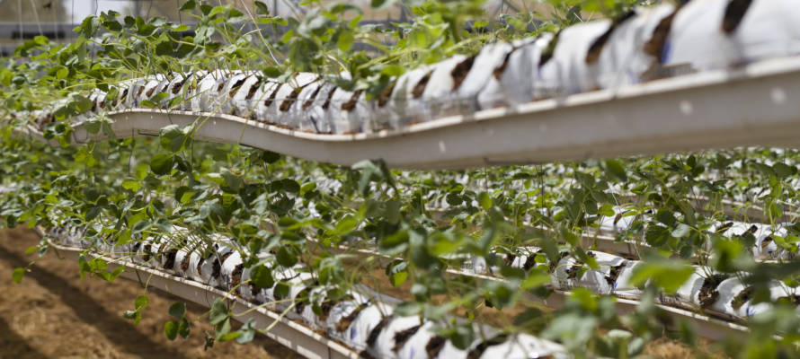 hydroponics