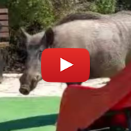 Wild boar