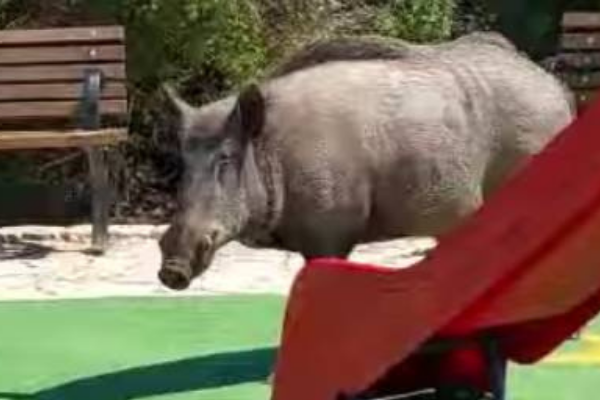 Wild boar