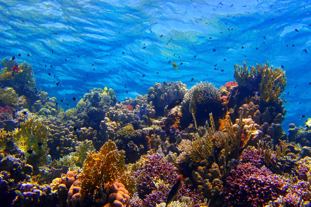 Colorful,Tropical,Coral,Reef,With,Fish,And,Blue,Water.,Underwater