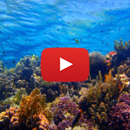 Colorful,Tropical,Coral,Reef,With,Fish,And,Blue,Water.,Underwater