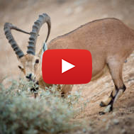 ibex