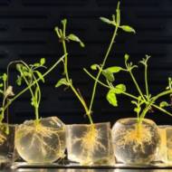 TomGrow
