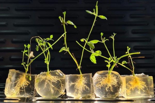 TomGrow