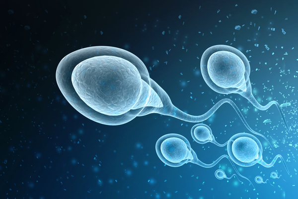 sperm