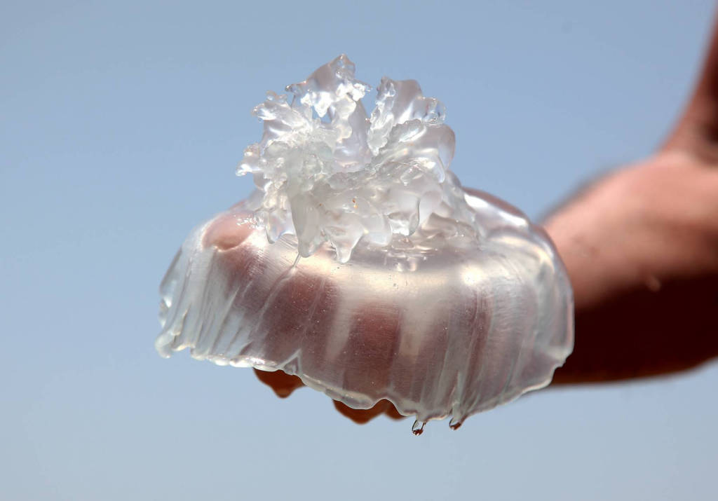 Jellyfish