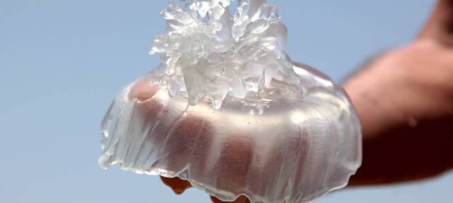 Jellyfish