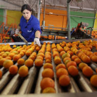 Israeli oranges