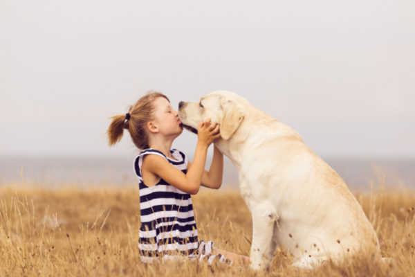 Labrador Retriever