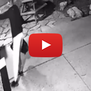 Toronto Synagogue Vandal