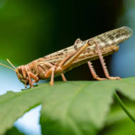 Locust