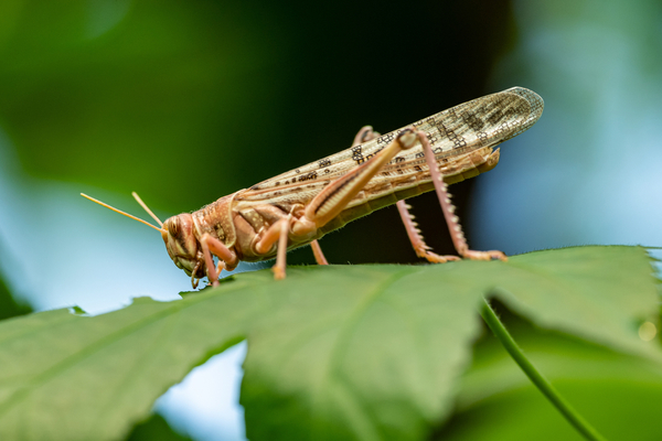 Locust