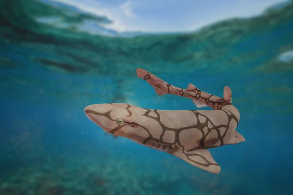 Catshark