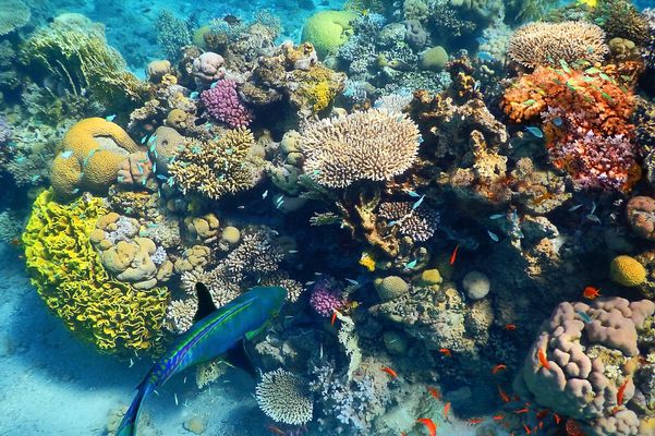 Coral Reef Eilat
