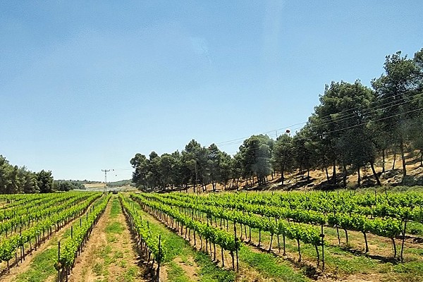vineyard