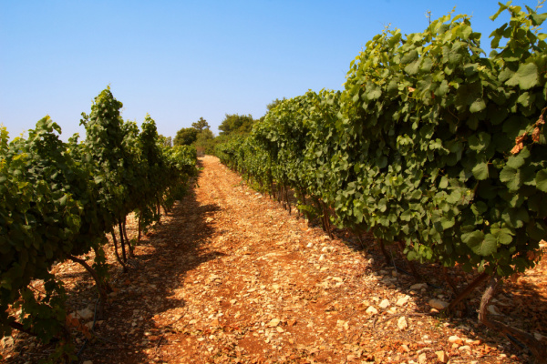 Tzora vineyards