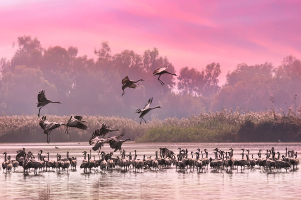 Hula Valley