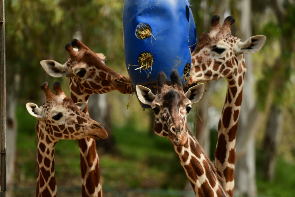Giraffes
