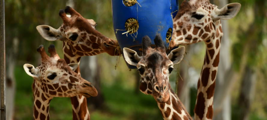 Giraffes