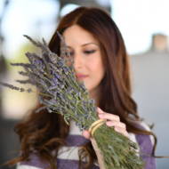 lavender in the Golan Heights