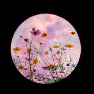 plants on moon