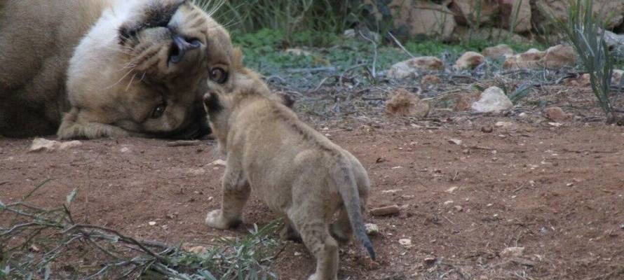 Lion