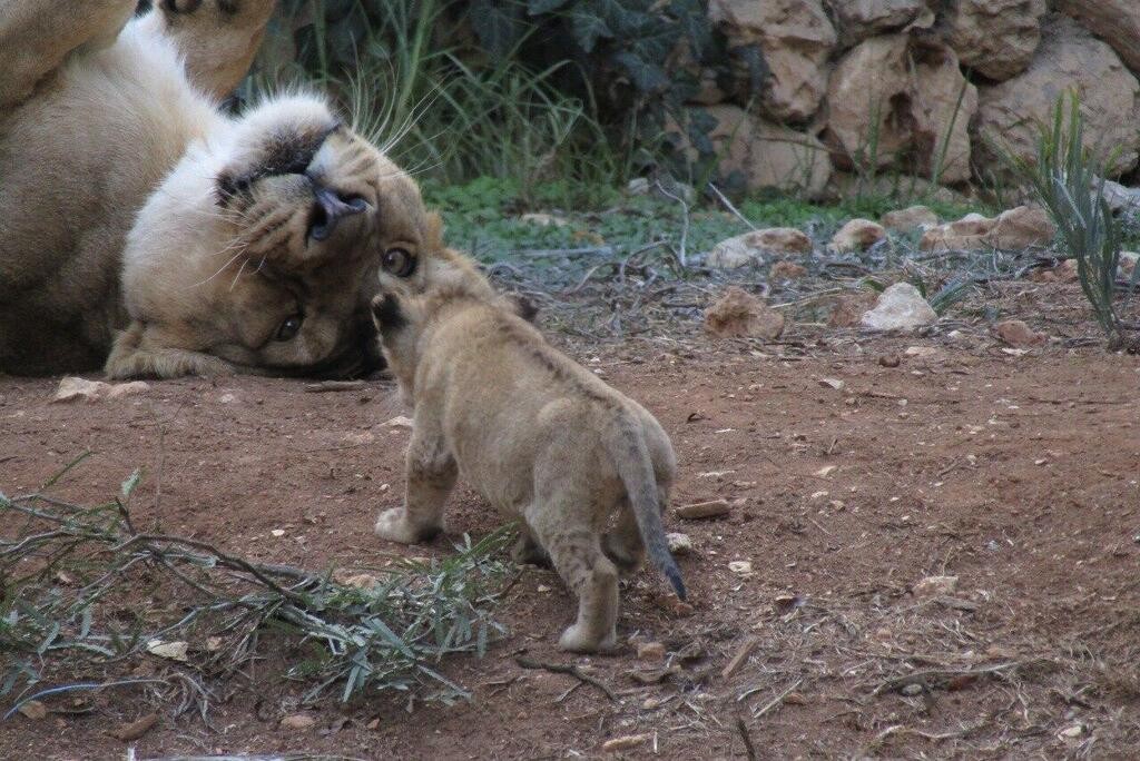 Lion