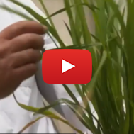 PlantArcBio plants