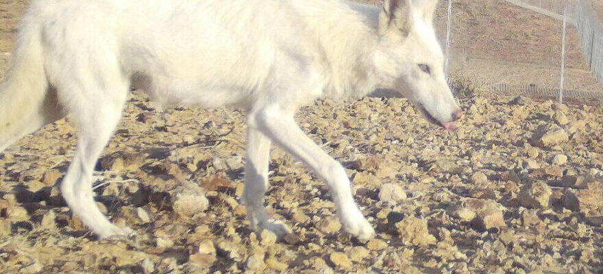 The white wolf in the Negev