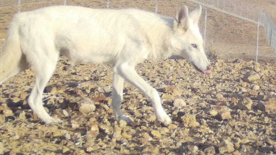 The white wolf in the Negev