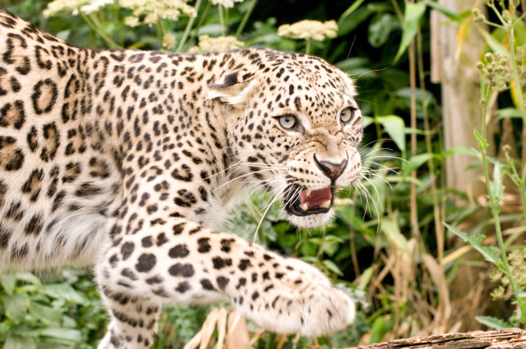 Persian leopard