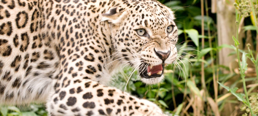 Persian leopard
