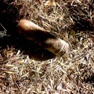 World War I era bomb