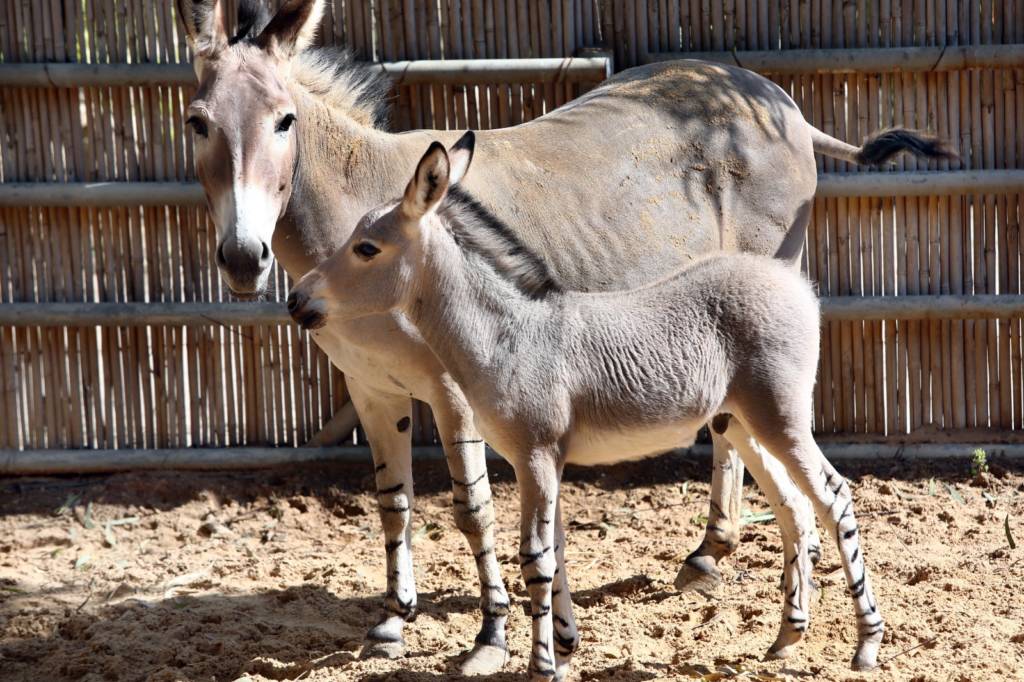 Donkeys