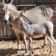 Donkeys