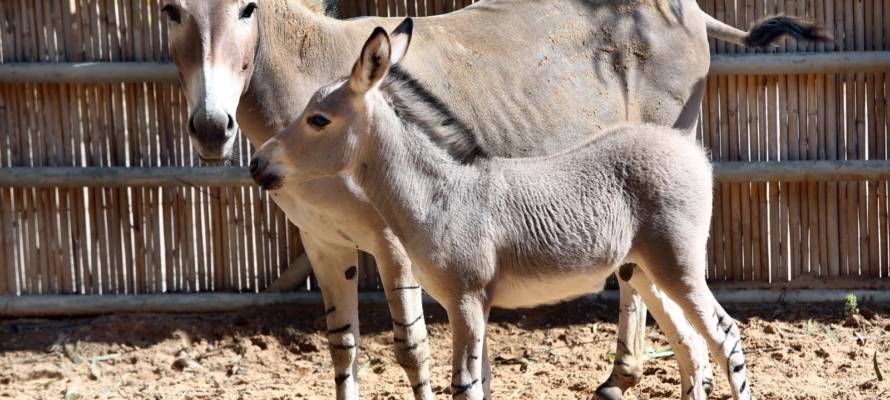 Donkeys