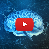 Brain