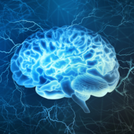 Brain