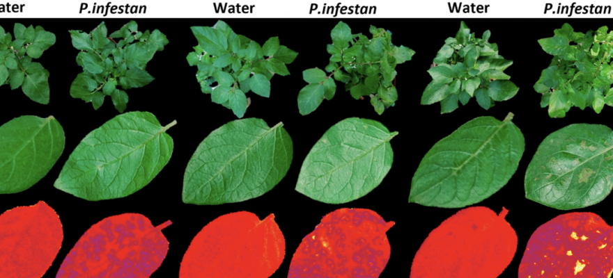 Potato plants grown in the greenhouse were infected with potato late blight or sprayed with water as control
