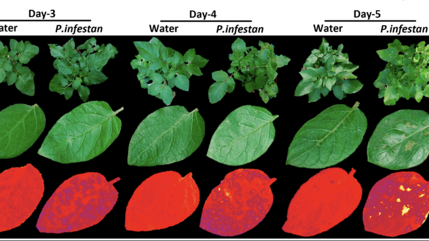 Potato plants grown in the greenhouse were infected with potato late blight or sprayed with water as control
