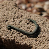 The fish hook