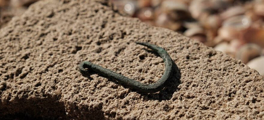 The fish hook
